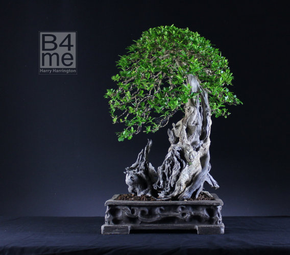 privet bonsai